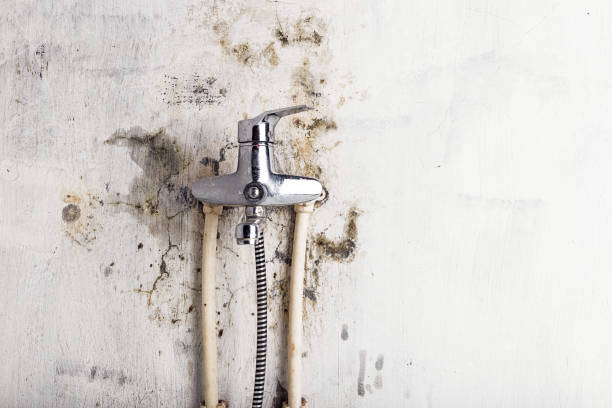 Mold Removal Process in Brandywine, MD