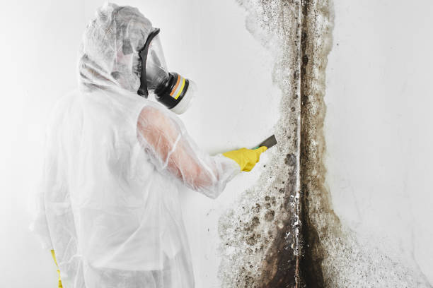 Best Mold Inspection  in Brandywine, MD