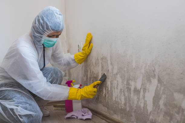 Best Mold Damage Repair  in Brandywine, MD