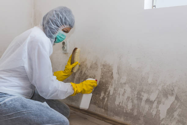 Best Mold Damage Repair  in Brandywine, MD