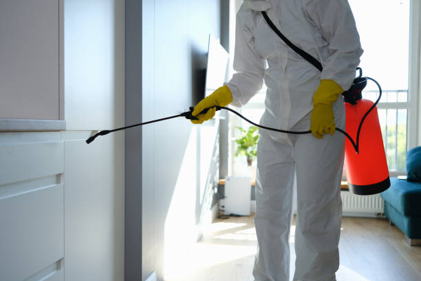 Best Residential Mold Removal  in Brandywine, MD
