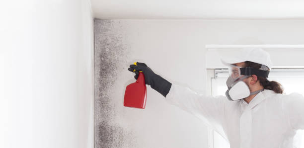 Home Mold Removal in Brandywine, MD