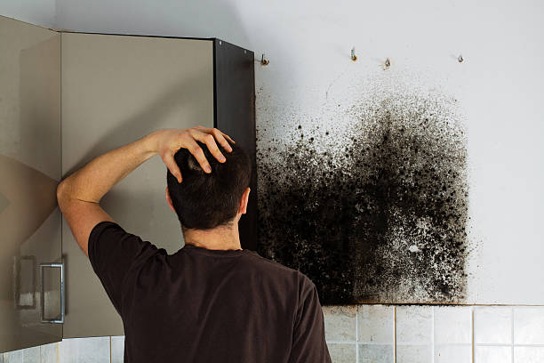 Best Fast Mold Removal  in Brandywine, MD
