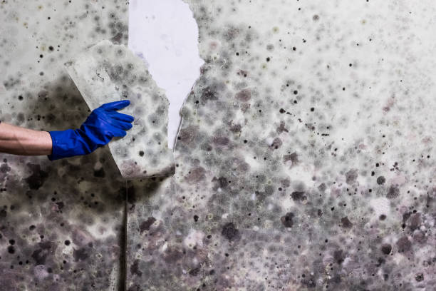 Best Home Mold Removal  in Brandywine, MD